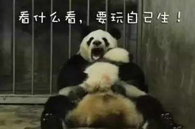 金馆长熊猫系列微信最新表情包 骚年来一发！图片