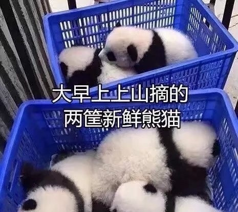 搞笑大熊猫表情包图片图片