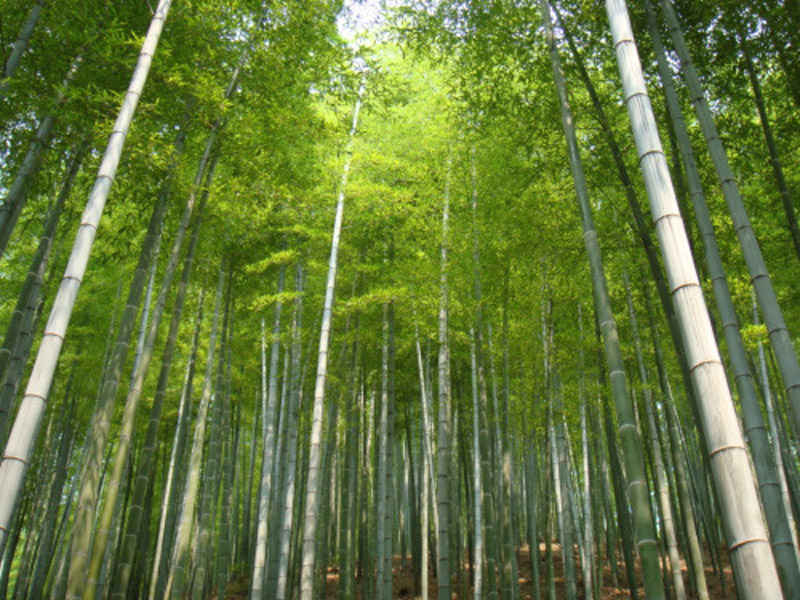 毛竹图片   毛竹野菜图片图片