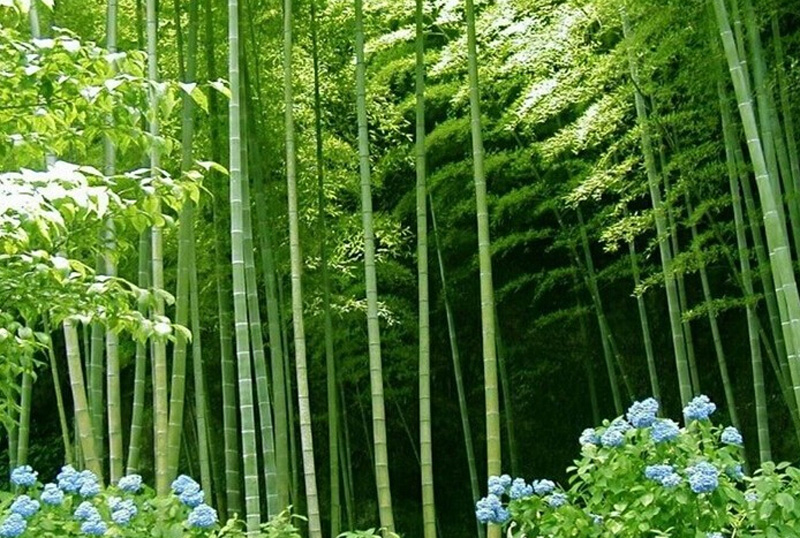 竹子图片