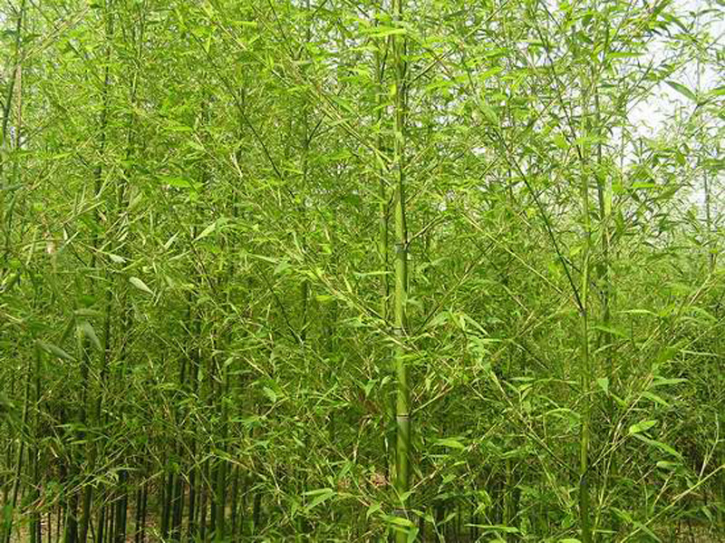 毛竹图片   毛竹野菜图片图片