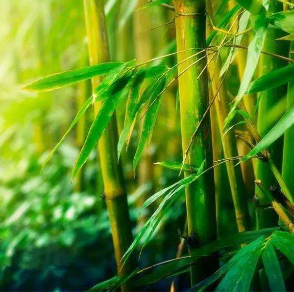慈竹图片  慈竹野菜图片图片
