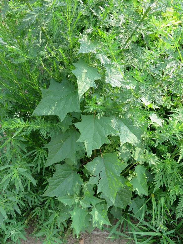 植物图片