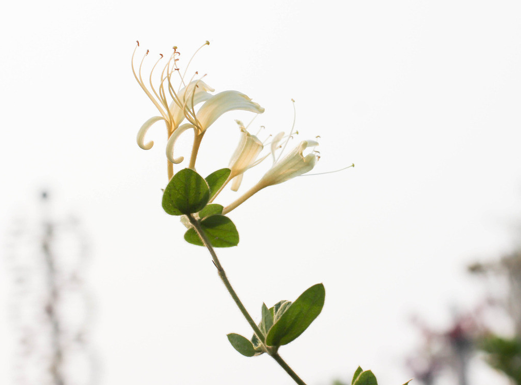 花卉图片