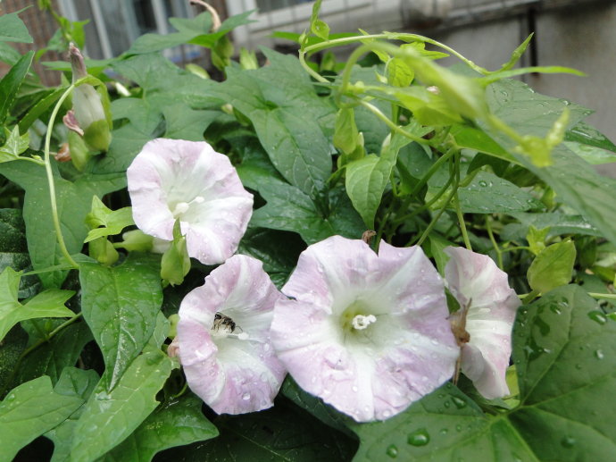 篱打碗花图片  篱打碗花藤本野菜植物图片图片