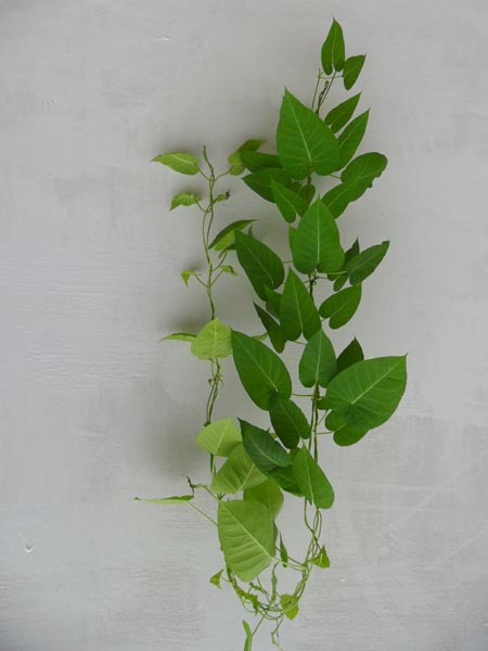 花卉图片