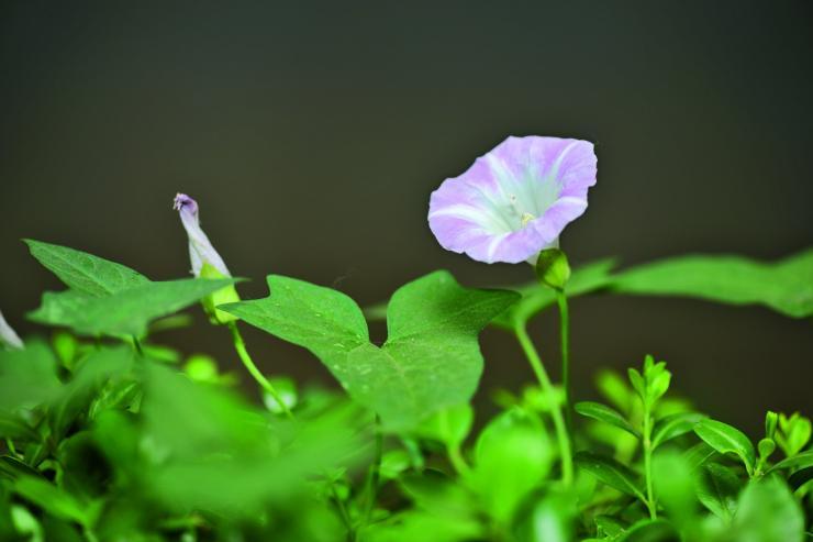 花卉图片