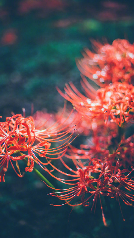 花卉图片