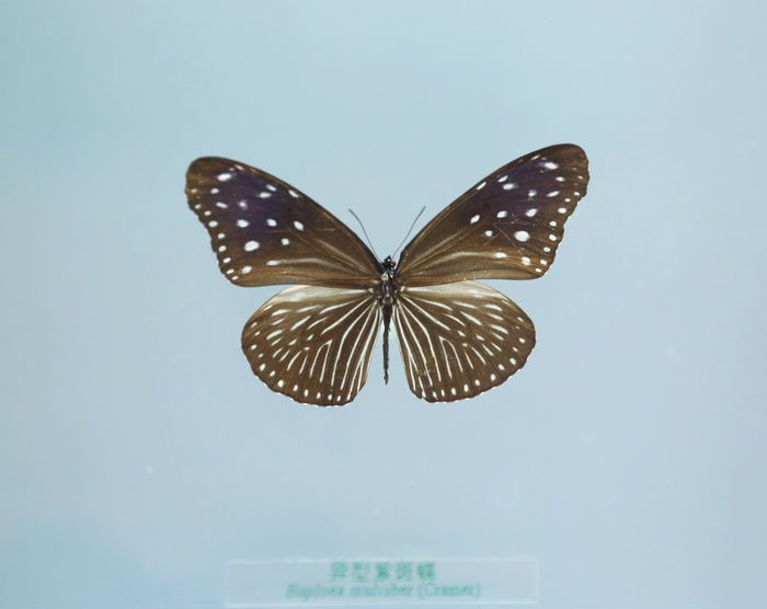 拟旖斑蝶图片拟旖斑蝶高清蝴蝶图片图片