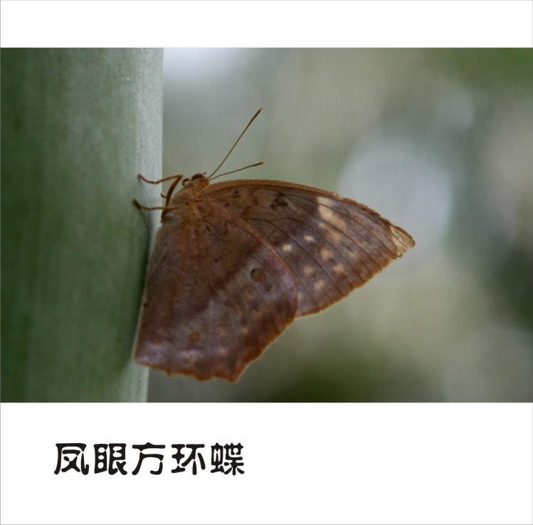 凤眼方环蝶图片凤眼方环蝶高清蝴蝶图片图片