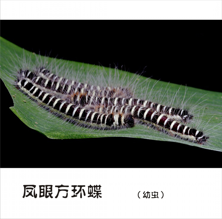 凤眼方环蝶图片凤眼方环蝶高清蝴蝶图片图片