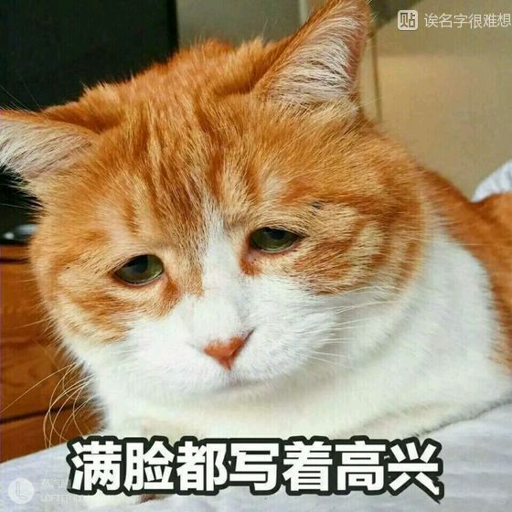精选萌宠肥猫onigiri图片图片
