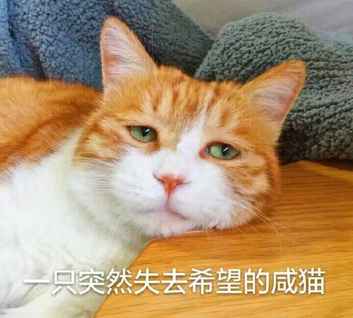 孙艺洲宠物世界萌宠时尚写真图片