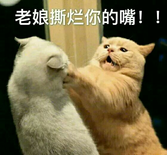 孙艺洲宠物世界萌宠时尚写真图片