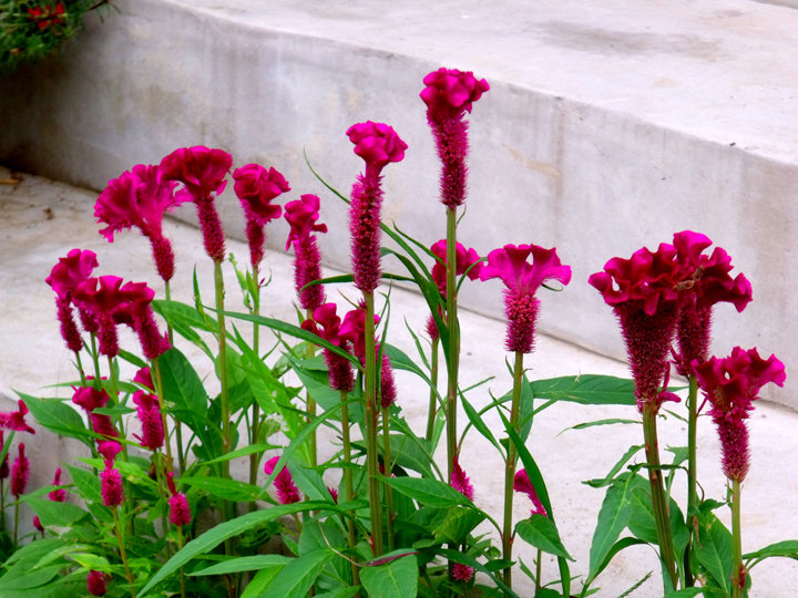 高清鲜花鸡冠花唯美花朵手机壁纸图片
