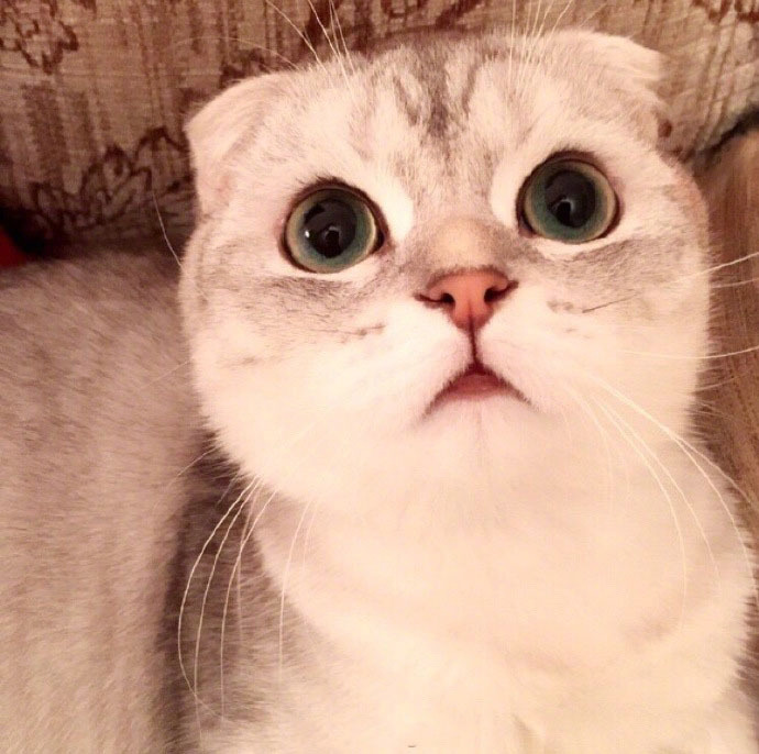 90后性感小猫咪写真图片