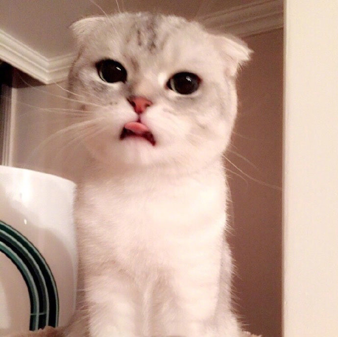 90后性感小猫咪写真图片