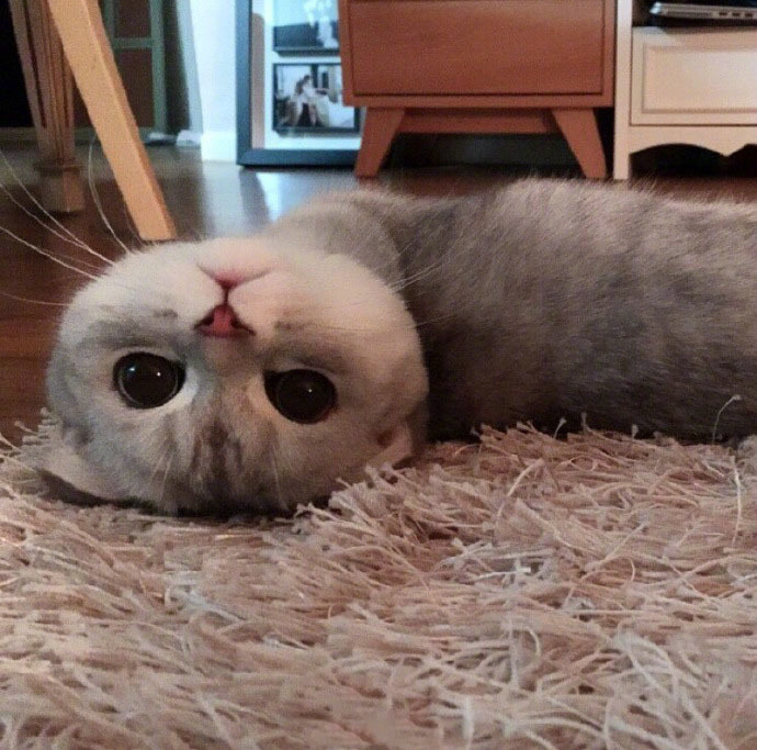 90后性感小猫咪写真图片