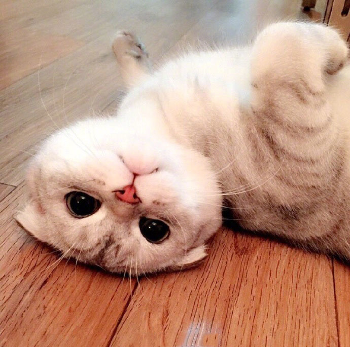 90后性感小猫咪写真图片