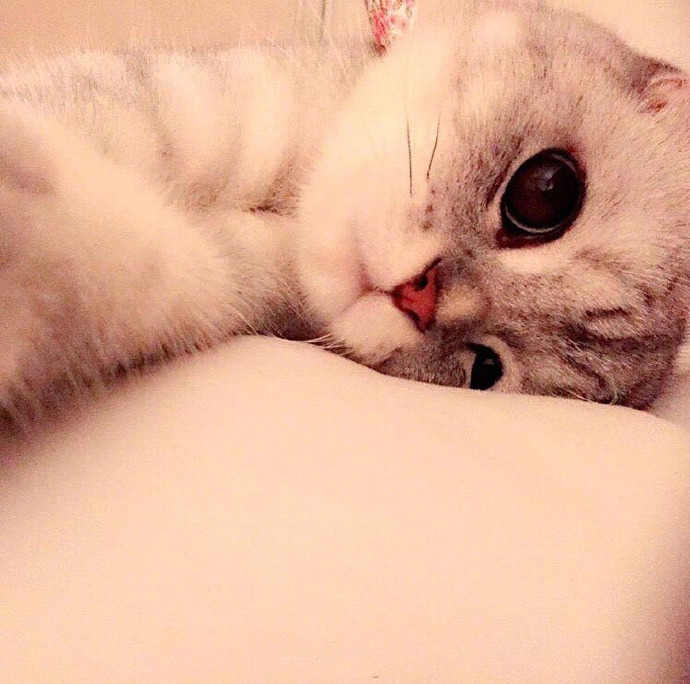 90后性感小猫咪写真图片