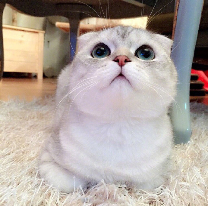 小猫图片