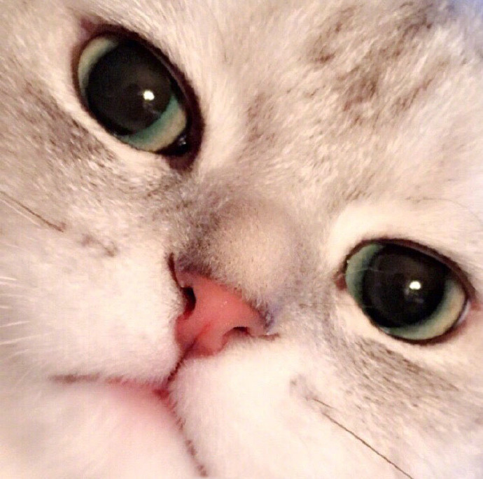 90后性感小猫咪写真图片