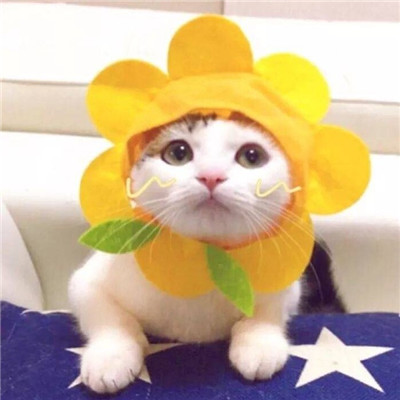 小猫图片