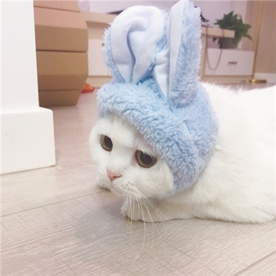 小猫图片