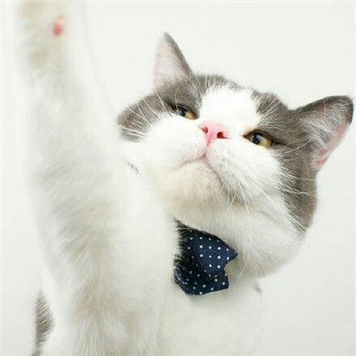 超可爱小猫图片高清手机壁纸图片
