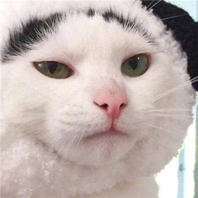 超可爱小猫图片高清手机壁纸图片