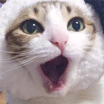 超可爱小猫图片高清手机壁纸图片