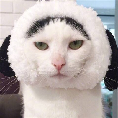 90后性感小猫咪写真图片