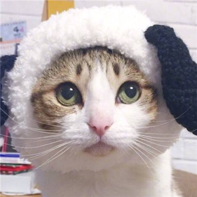 小猫头像图片 萌宠猫咪头像图片图片