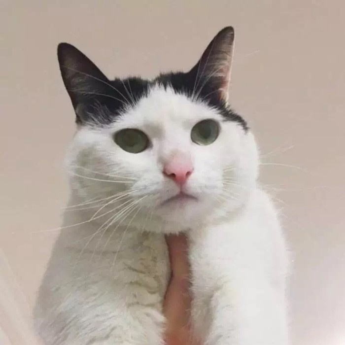 90后性感小猫咪写真图片