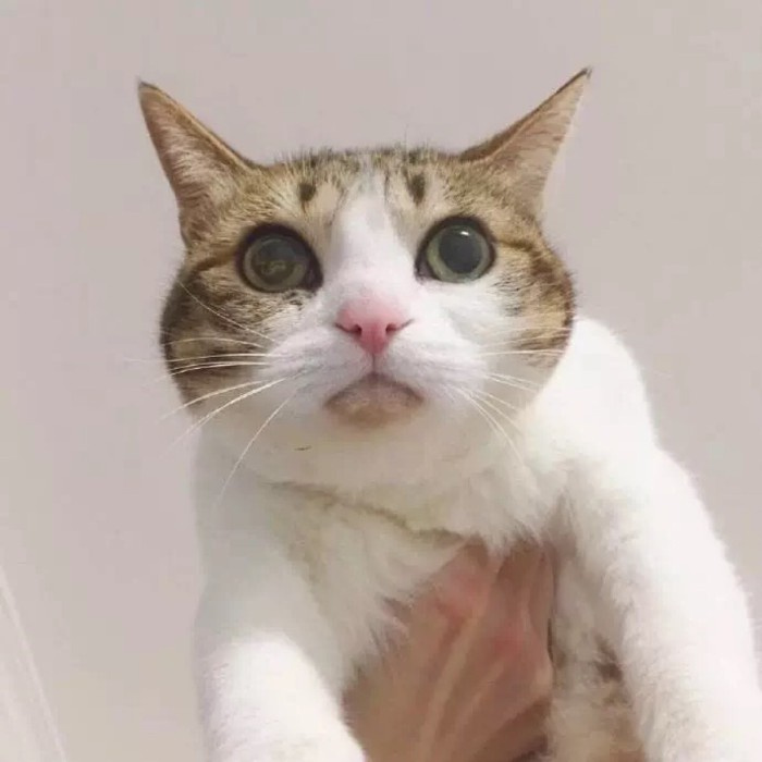 90后性感小猫咪写真图片