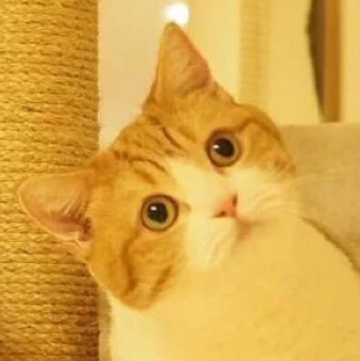 小猫头像图片 萌宠猫咪头像图片图片