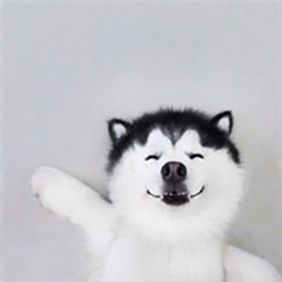 精选萌宠肥猫onigiri图片图片