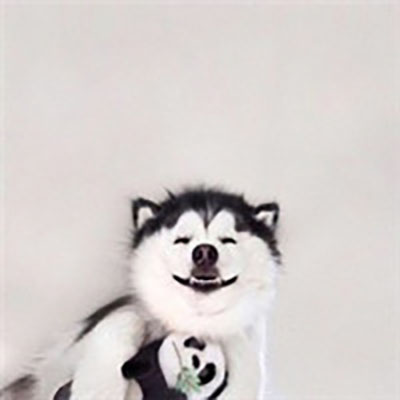 孙艺洲宠物世界萌宠时尚写真图片
