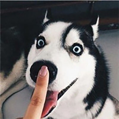 孙艺洲宠物世界萌宠时尚写真图片