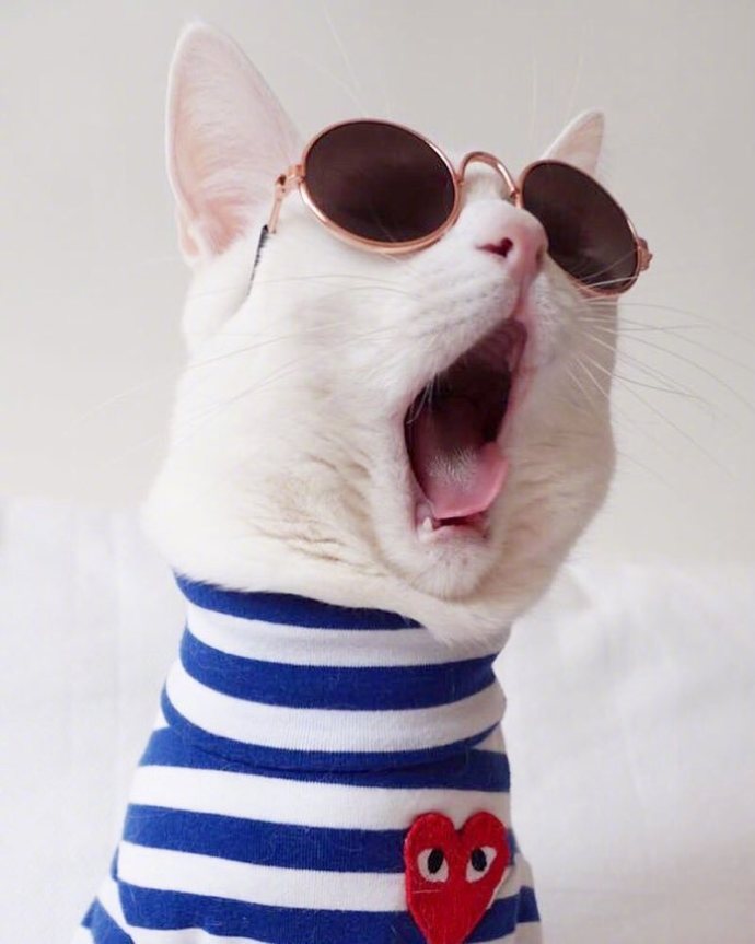 超可爱小猫图片高清手机壁纸图片