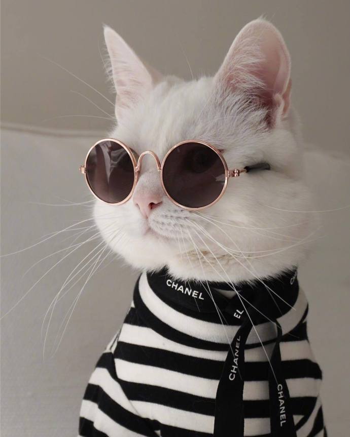 超可爱小猫图片高清手机壁纸图片
