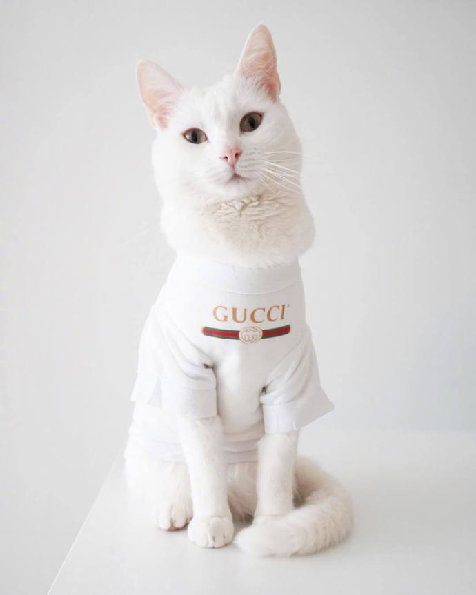 90后性感小猫咪写真图片