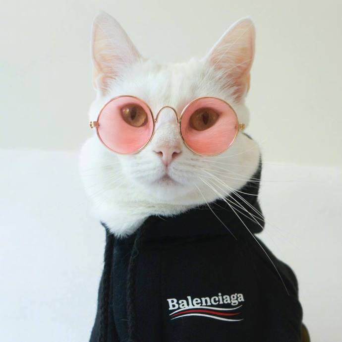 小猫图片