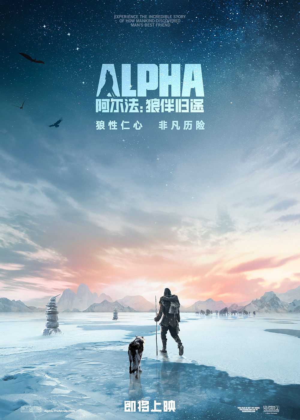 美丽冬季雪地上的狼高清图片雪中动物桌面壁纸下载第一辑图片