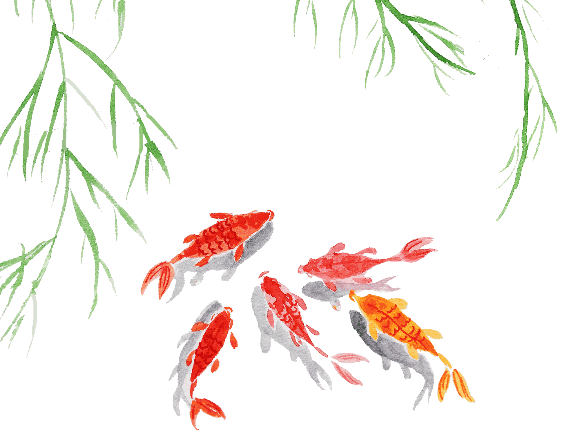 锦鲤素材图片锦鲤背景图片图片