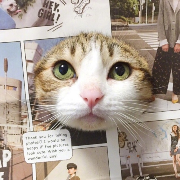 小猫图片