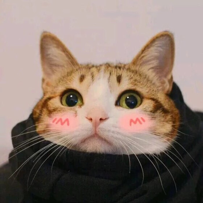 小猫图片