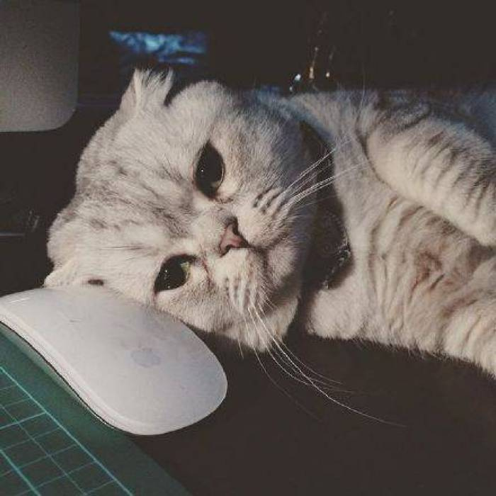 微信萌宠小猫咪头像图片图片