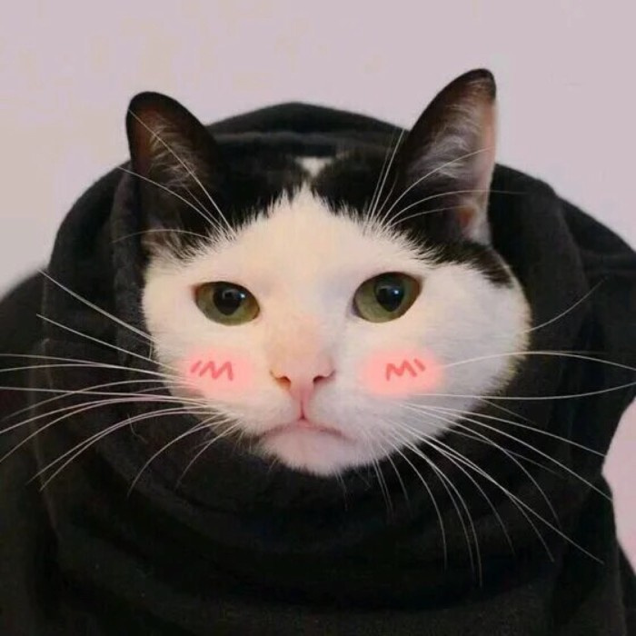 微信萌宠小猫咪头像图片图片