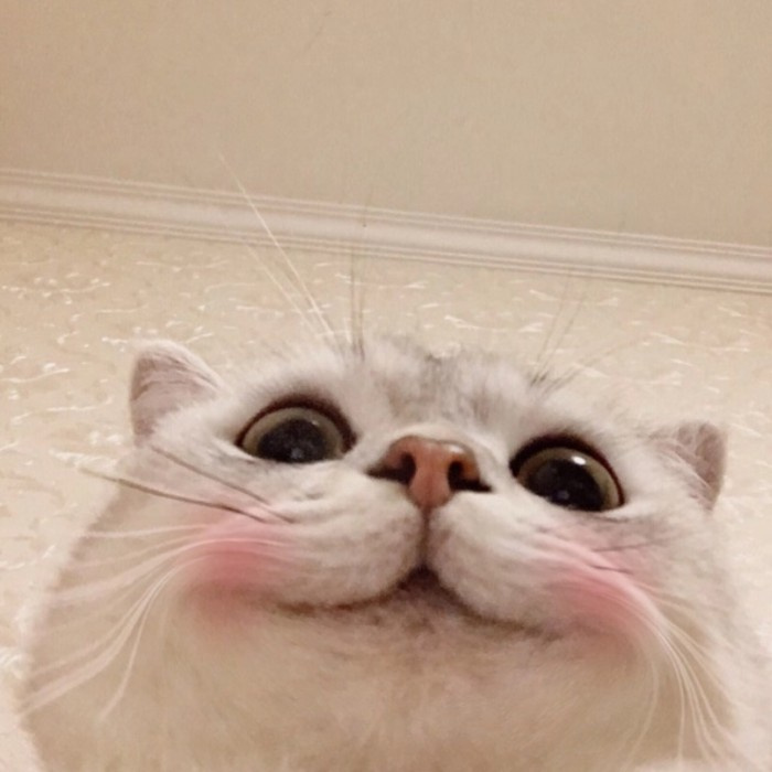 微信萌宠小猫咪头像图片图片